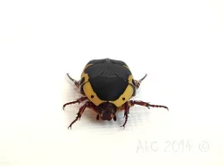 Pachnoda sinuata flaviventris
